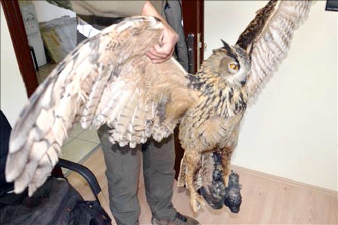 Kırık ayaklı puhuya can simidi 