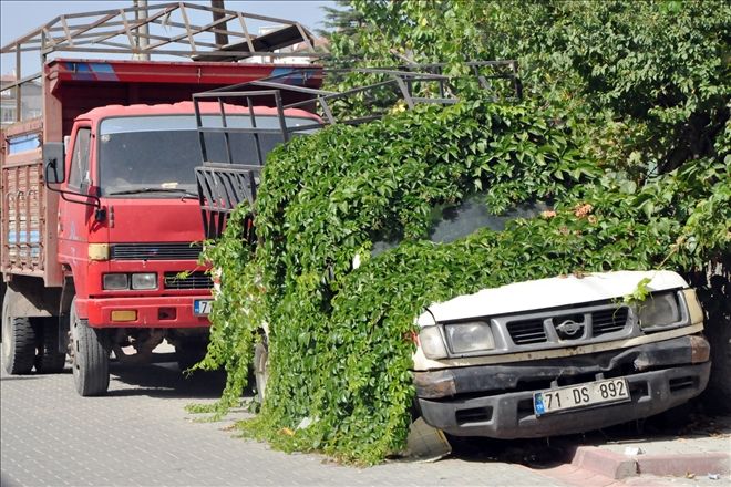 Sarmaşığın intikamı