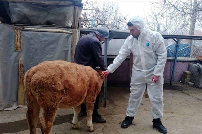 Şap aşısını yaptır, etini sütünü artır