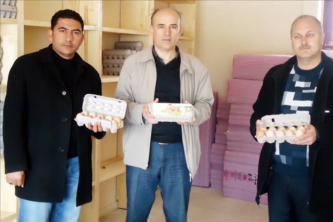 Mutlu Tavuk Projesi yumurta vermeye başladı