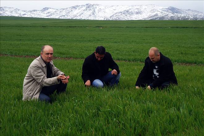 Buğdayda sarı pas hastalığı riski oluştu 