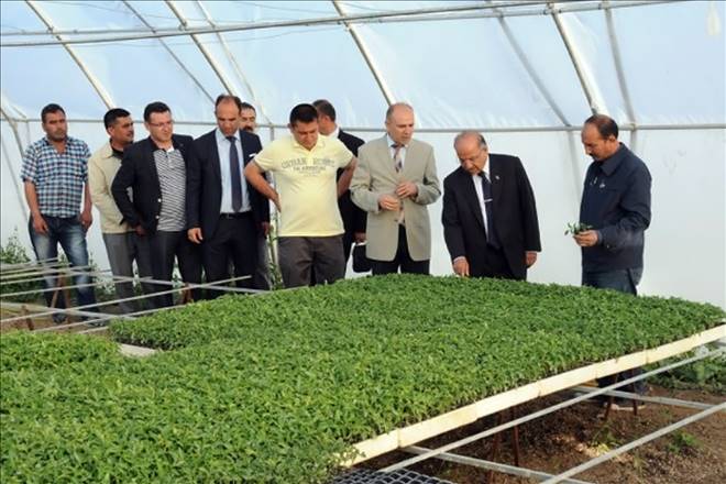 Vali Kolat fide seralarını gezdi