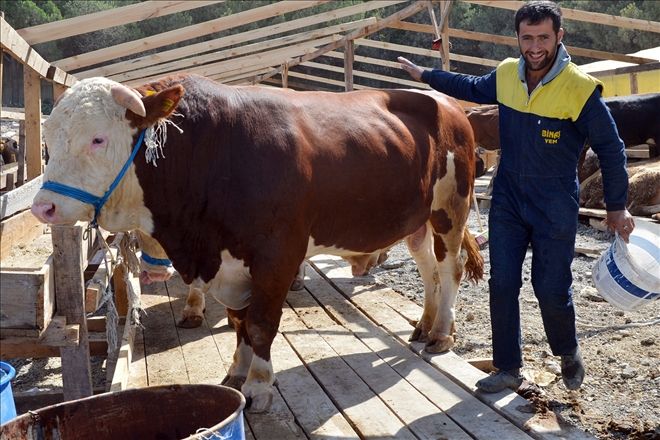 Kurbanlıklar görücüde 