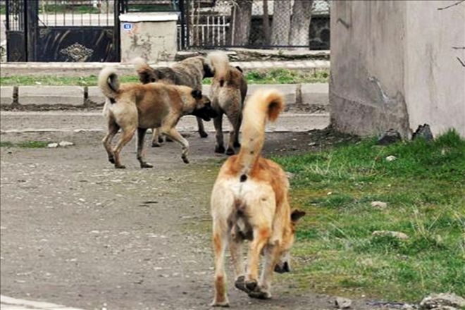 Miniklere köpek saldırdı