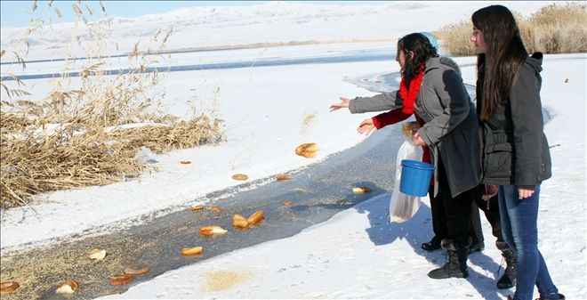 Yabani hayvanlar açlıktan ölmeyecek