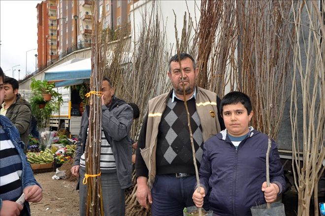 Şimdi fidan zamanı