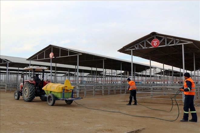 Kurban Pazarı Cuma Günü Açılıyor