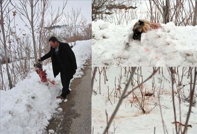 Aç kalan kurtlar köpeği parçaladı