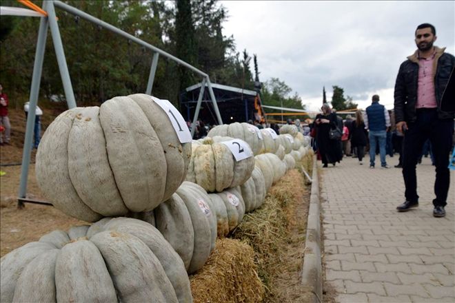 Aşağı Mahmutlarda Kabak Festivali