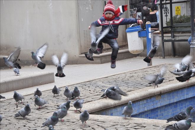 Yabani kuşların yem kapma dansı