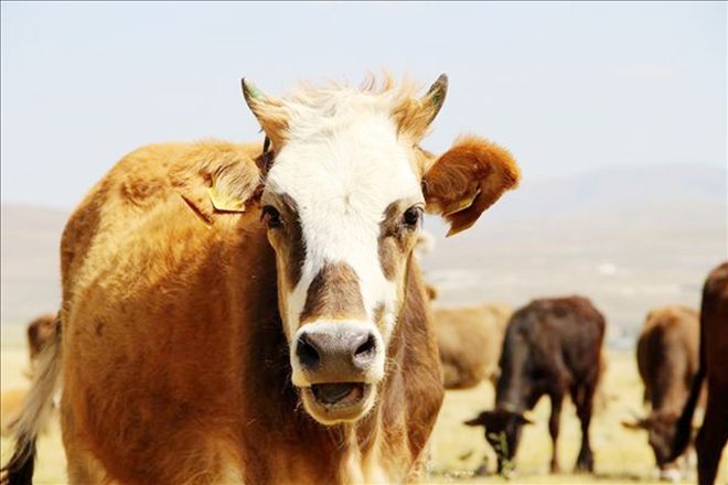 Besicilere düve uyarısı 