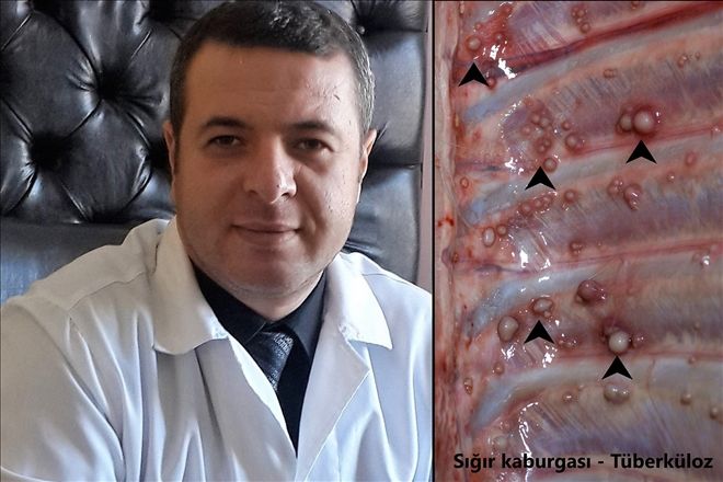 Kurbanlık Hakkında Tüyolar