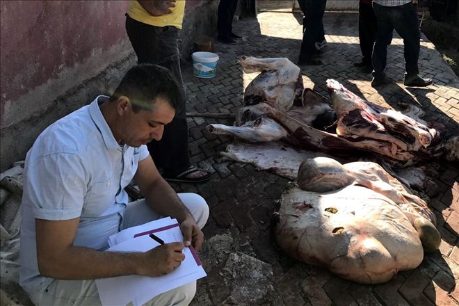 Kestirdiği kurbanlık inek hastalıklı çıktı