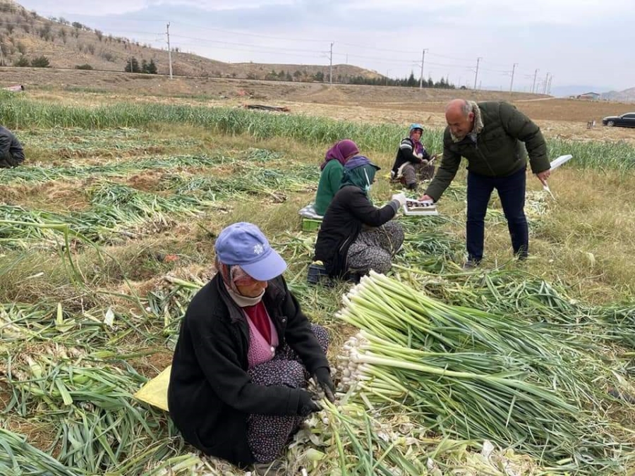 Türkyılmaz Pırasa topladı