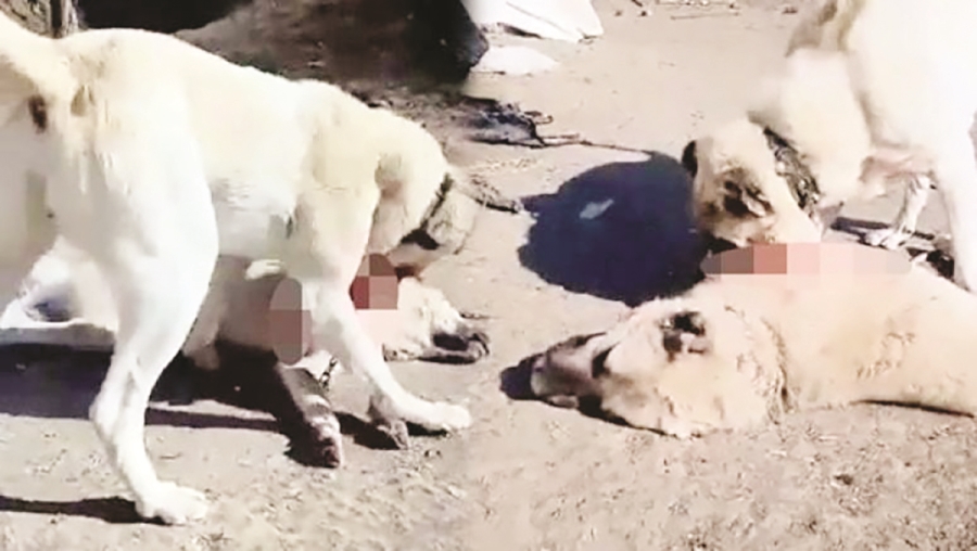 Başıboş köpekler korkutuyor