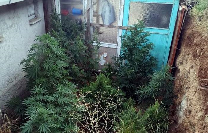 Kenevir yetiştiren şahsa gözaltı!