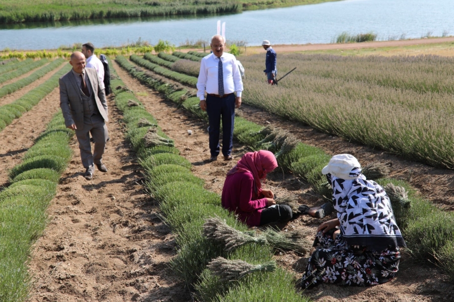 Türkiye geneline Kırıkkale’den lavanta gönderiliyor 