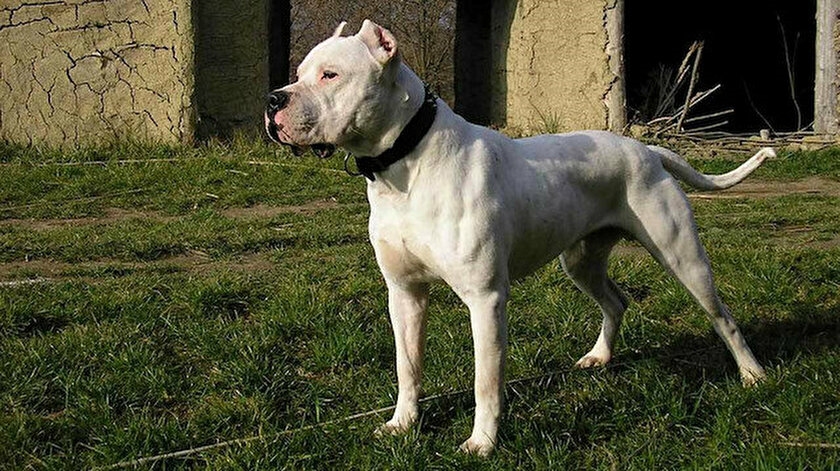 Yasaklı köpeklerini kayıt Yaptırmayanlara ceza!