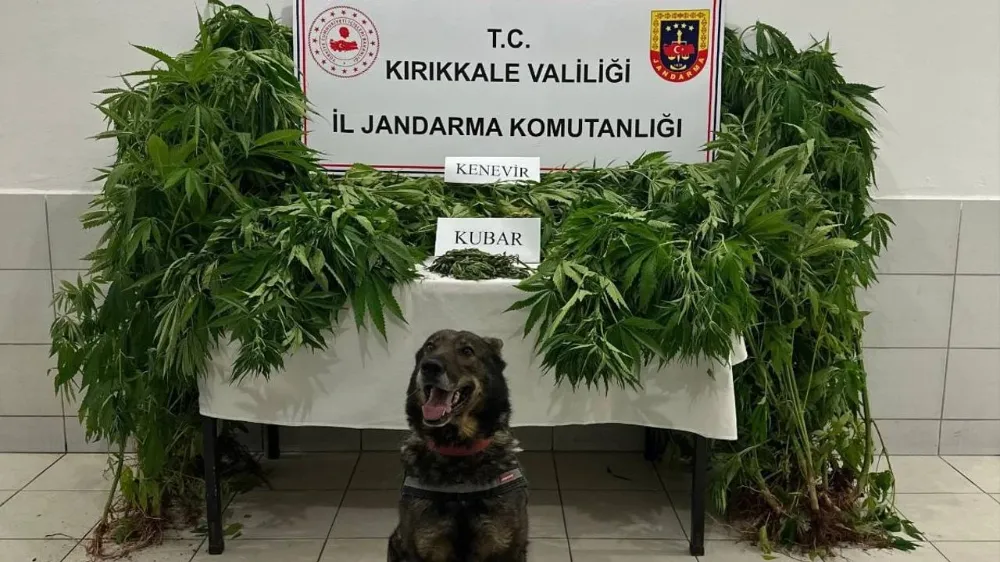 104 Kök Hint Keneviri Ele Geçirildi