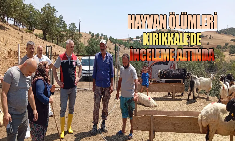Küçükbaş Hayvan Ölümleri İçin Numuneler Alındı