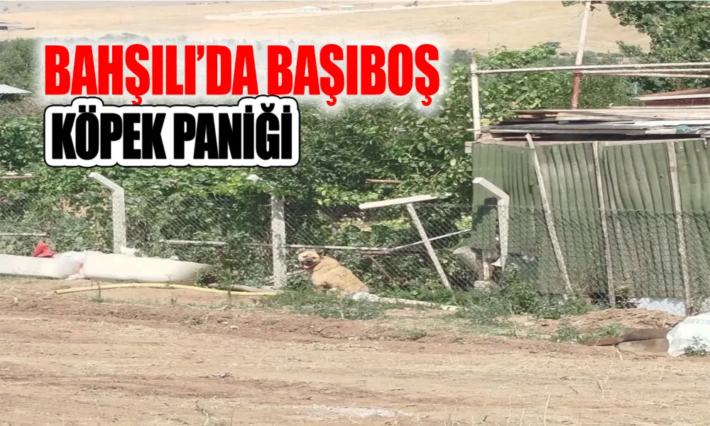 Köpek Saldırısı Mahallede Endişe Yarattı
