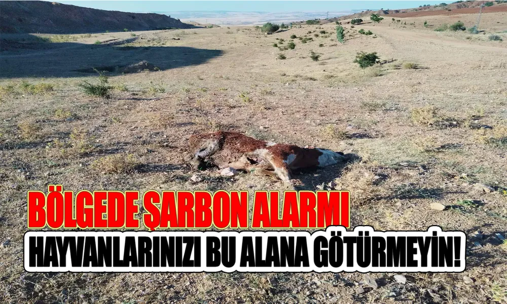 Şarbonlu Hayvan, Su Kaynağı Yakınına Bırakıldı