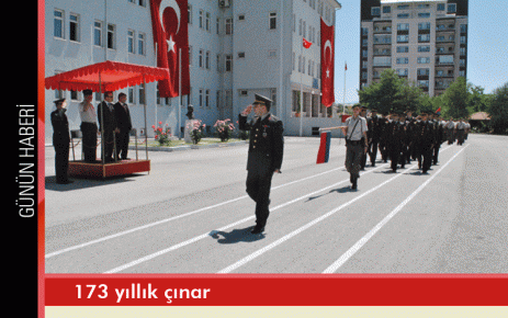 173 yıllık çınar