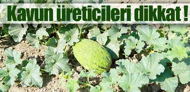 Kavun üreticilerine önemli bilgiler