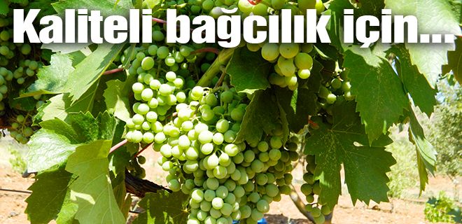 Bağdaki üzümlerde hastalık aradılar