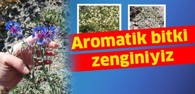 Aromatik bitki zenginiyiz