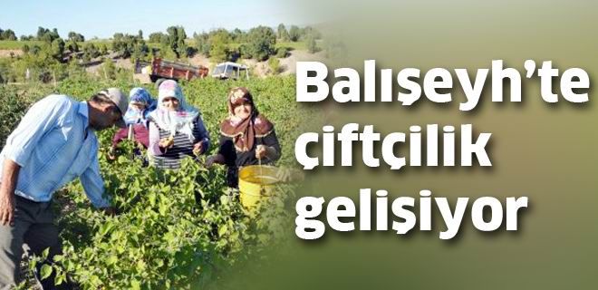 Balışeyh