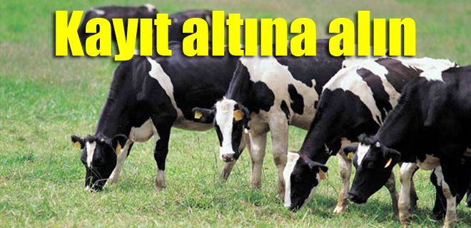 Büyükbaş hayvanları kayıt altına alın