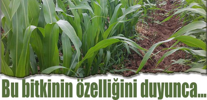 Kuraklıktan etkilenmeyen bitki çiftçilerin hizmetine sunuldu