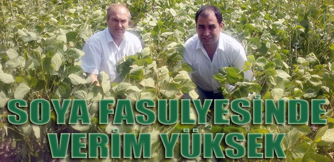 Soya fasulyesinde verim alındı