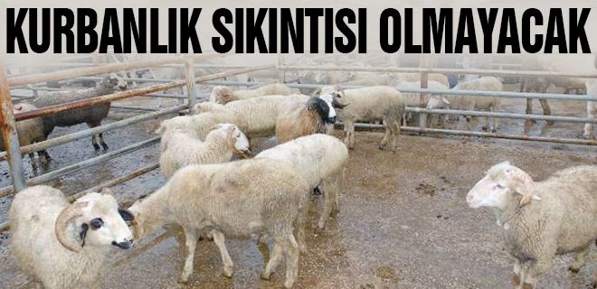 Kurbanlık sıkıntısı olmayacak