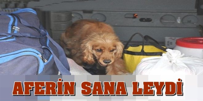 Aferin Sana Leydi