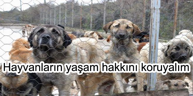 Hayvanların yaşam hakkını koruyalım