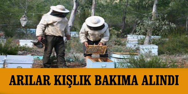 Arılar kışlık bakıma alındı