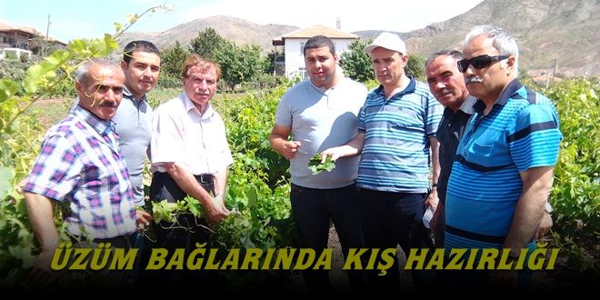 Üzüm bağlarında kış hazırlığı