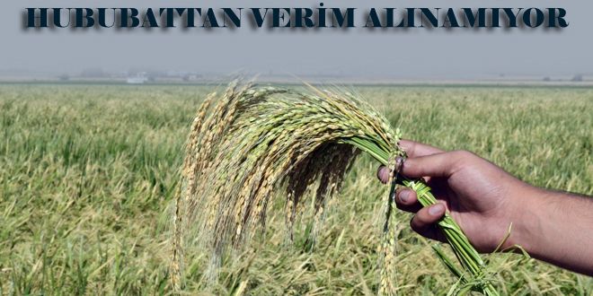 Hububattan verim alınamıyor