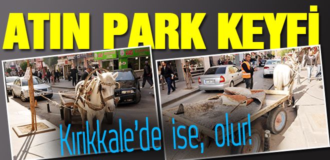 Atın park keyfi