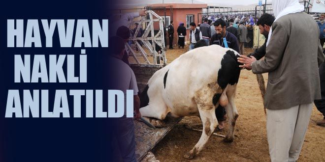 Hayvan nakli anlatıldı
