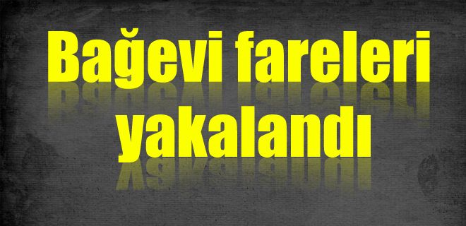 Bağevi fareleri yakalandı