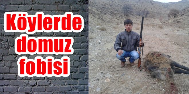 Köylerde Domuz Fobisi