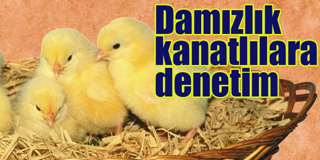 Damızlık kanatlılara sıkı denetim