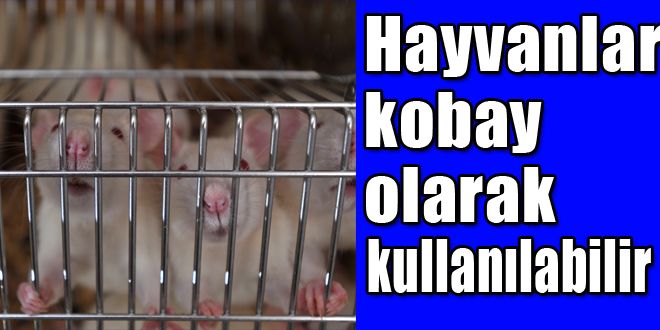 Hayvanlar kobay olarak kullanılabilir