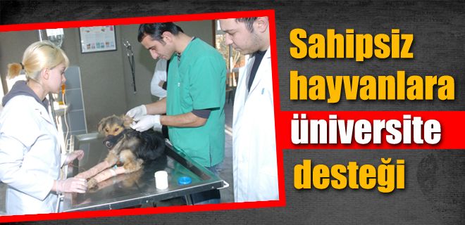 Sahipsiz hayvanlara üniversite desteği