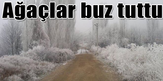 Ağaçlar bile buz tuttu 