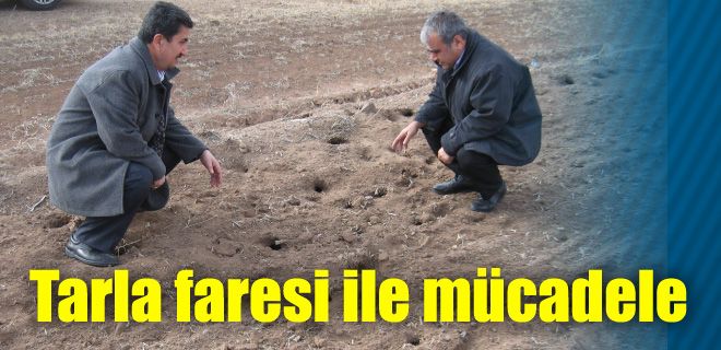 Tarla Faresi ile mücadele 