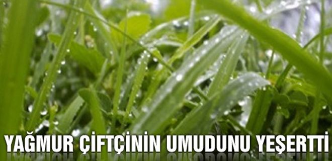 Yağmur çiftçinin yüzünü güldürdü